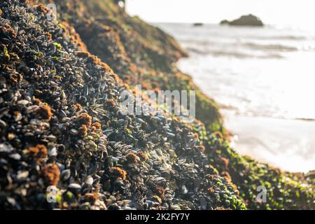 Muscheln auf einem Felsen. Wilde Muscheln auf den Felsen der Küste in Portugal Stockfoto