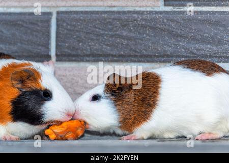 Meerschweinchen essen Karotten in der Ecke Stockfoto