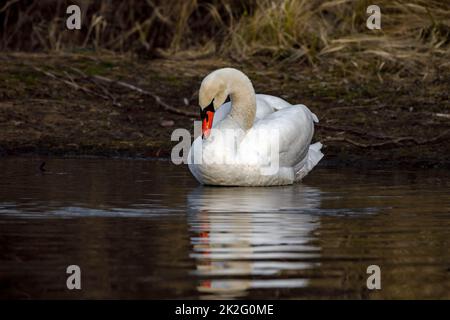 Ein stummer Schwan auf dem See Stockfoto