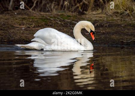 Ein stummer Schwan auf dem See Stockfoto