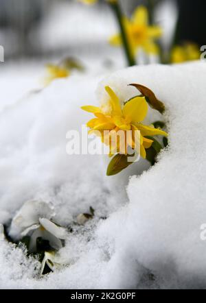 Kleine Narzissen im Neuschnee Stockfoto