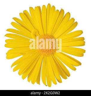 Wunderschöne gelbe Daisy (Marguerite, Doronicum), isoliert auf weißem Hintergrund, einschließlich Schnittweg. Stockfoto