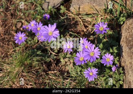 Balkan-WindrÃ¶schen (Anemone blanda) - blÃ¼hende Pflanze Stockfoto