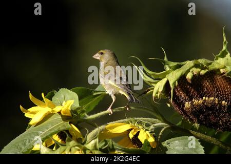 Europäischer Grünfink auf Sonnenblumenbusch, (Chloris chloris) Bayern, Deutschland Stockfoto