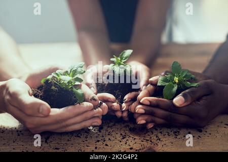 Großartige Dinge beginnen klein. Nahaufnahme einer Gruppe von Menschen, die jeweils eine im Boden wachsende Pflanze halten. Stockfoto