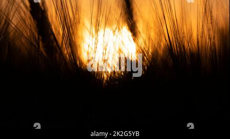 Große nukleare Explosion. Blick auf den nuklearen Pilz hinter den Weizenohren. Stockfoto