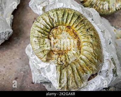 Fossil eines Ammoniten 'Ammon's Horns' als Stillleben, Nahaufnahme und Detailansicht Stockfoto