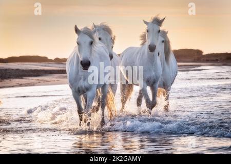 Weiße Pferde in Camargue, Frankreich. Stockfoto