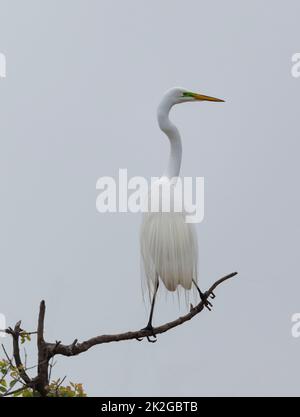 Silberreiher Stockfoto