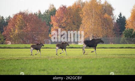 Elch, der im Herbst durch ein Feld mit auftauchendem Getreide läuft. Wilde Tiere auf dem Ackerland. Elchweibchen mit Jungen. Stockfoto