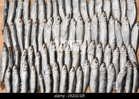 Frische Sardellen in geraden Reihen. Draufsicht auf den Fischfang, Hintergrund zum Thema Fischerei. Stockfoto