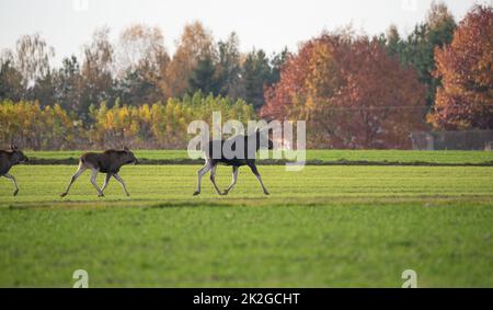 Elch, der im Herbst durch ein Feld mit auftauchendem Getreide läuft. Wilde Tiere auf dem Ackerland. Elchweibchen mit Jungen. Stockfoto