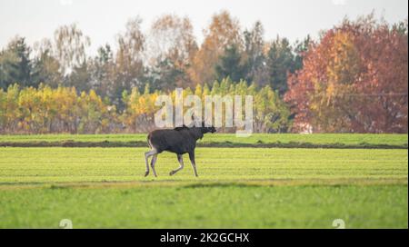 Elch, der im Herbst durch ein Feld mit auftauchendem Getreide läuft. Wilde Tiere auf dem Ackerland. Elchweibchen mit Jungen. Stockfoto