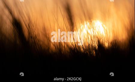 Große nukleare Explosion. Blick auf den nuklearen Pilz hinter den Weizenohren Stockfoto