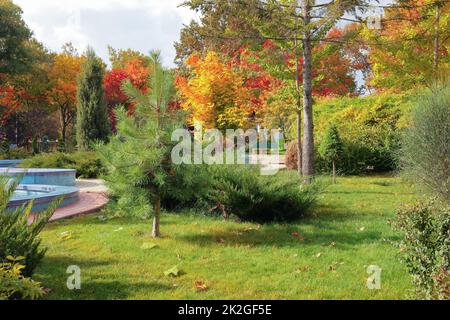 Bäume auf Rasen im schönen Stadtpark Stockfoto