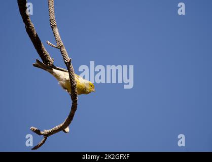 Atlantischer kanarienvogel Serinus canaria. Stockfoto