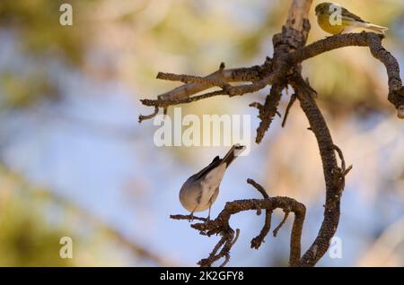 Teneriffa, blauer Schaffinch und Atlantischer kanarienvogel. Stockfoto