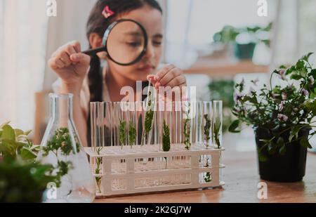 Sie hat gute Analysefähigkeiten. Gekürzte Aufnahme eines bezaubernden kleinen Mädchens, das durch eine Lupe blickt, während es Pflanzen aus einem Reagenzglas zu Hause analysiert. Stockfoto