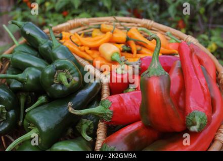 Poblano Peppers mit asiatischen roten und gelben Chilischoten Stockfoto