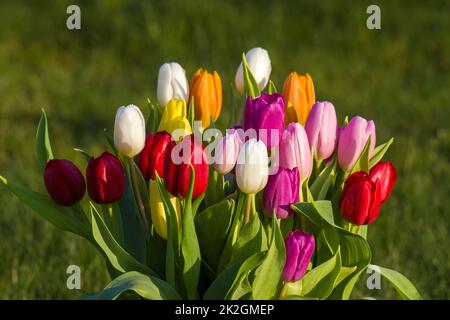 Bunte, frische Tulpen im Garten Stockfoto