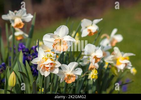 Frühlingsblumen im Garten - Nahaufnahme Stockfoto