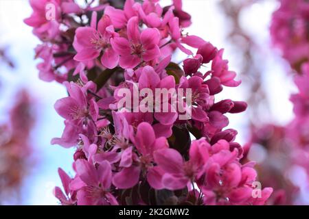 Rosa blühender Apfelbaum als Nahaufnahme Stockfoto