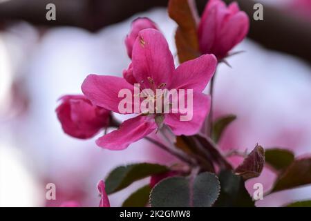 Rosa blühender Apfelbaum als Nahaufnahme Stockfoto
