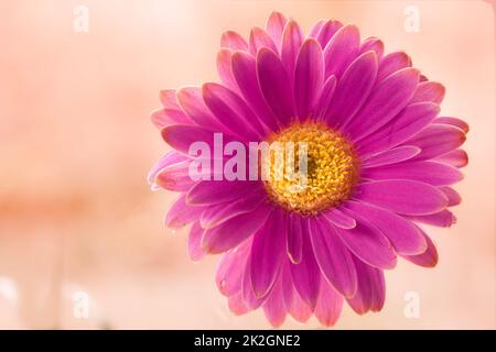 Schöne Gerbera Blume. Gerbera ist in tropischen Regionen Südamerikas, Afrikas und Asiens beheimatet. Stockfoto