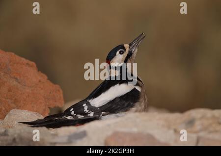 Großer Specht mit Flecken. Stockfoto