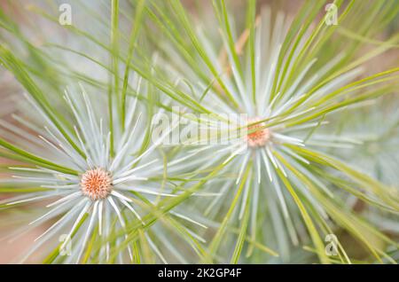 Kanarieninsel-Kiefern. Stockfoto