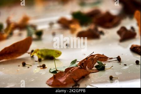 Fallend braune Herbstblätter mit selektivem Fokus liegen auf hellem Boden Stockfoto