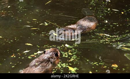 Europäischer Biber (Castor Fiber) Schwimmen im Teich mit Seen bedeckt, nur nass Kopf sichtbar, ein anderes Tier schwimmt in entgegengesetzte Richtung. Stockfoto