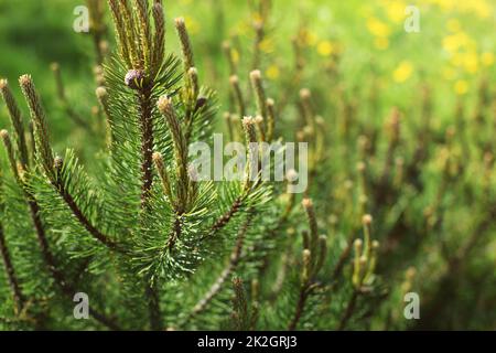 Flache Tiefenschärfe Foto, junge Tanne mit unscharfen Löwenzahn in wieder Sonne im Hintergrund scheint. Abstrakte Frühjahr Wald Hintergrund. Stockfoto