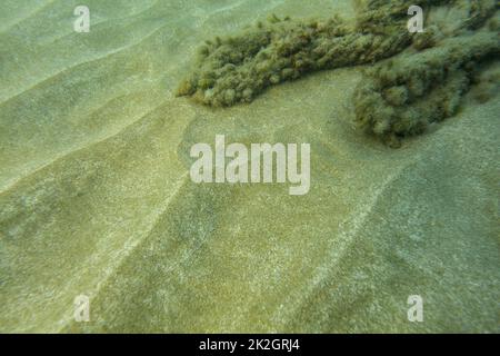 Unterwasser Foto - feiner Sand Meer unten, mit Algen Felsen im Hintergrund. Abstrakte marine Hintergrund. Stockfoto