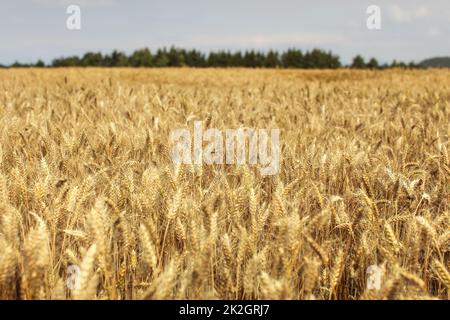 Weizenfeld beleuchtet durch die Nachmittagssonne mit Wald im Hintergrund. Stockfoto