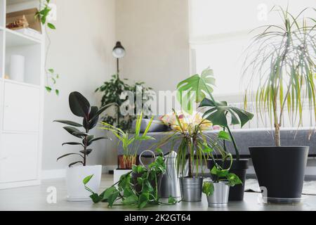 Sammlung verschiedener tropischer Grünpflanzen in verschiedenen Töpfen im Innenbereich Stockfoto