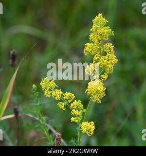 Labkraut Stockfoto