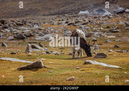 Yak Beweidung in Himalaya Stockfoto