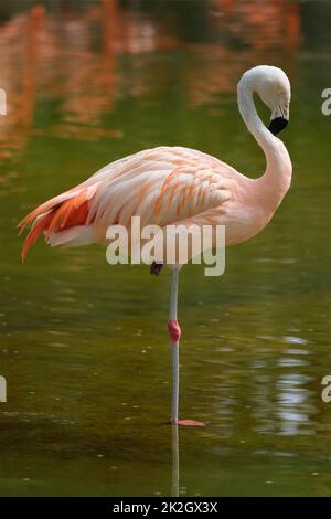 Chilenischer flamingo Phoenicopterus kann man Vogel Stockfoto