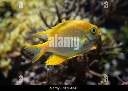 Goldener, selbstsüchtiger Fisch unter Wasser im Meer Stockfoto