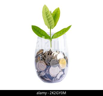 Sparen Sie Geld Baum wächst auf Münzen in Plastikflasche, Business Finance Investitionskonzept Stockfoto