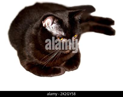 Wunderschöne britische und schottische Katze in brauner Farbe, die sich hinlegte Stockfoto