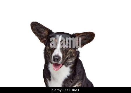 Studioaufnahme des Welsh Corgi Cardigan Dog isoliert auf weißem Hintergrund. Konzept von Schönheit, Mode, Show, Tierleben Stockfoto