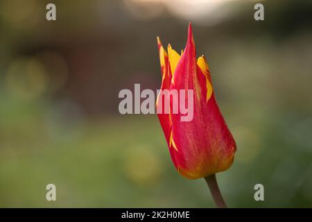 Tulpe var. Feuerwerk in Blume mit gelben und orangen Blütenblättern, North Yorkshire, England, Vereinigtes Königreich Stockfoto