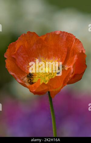 Honigbienen sammeln Pollen auf einer roten Blume Stockfoto