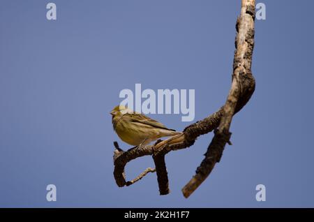 Atlantischer kanarienvogel Serinus canaria. Stockfoto