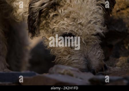 Hund trinkt Wasser. Stockfoto