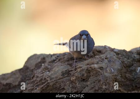 Teneriffa, blauer Knüppel. Stockfoto