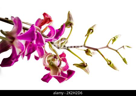 Ein Zweig einer dendrobium Orchidee mit lila Blüten und einige noch in Form von Blütenknospen, isoliert auf einem weißen Hintergrund Stockfoto