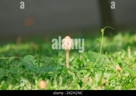 Aus einem feuchten Rasen wächst eine Art Wildpilz. Stockfoto